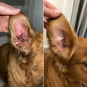 Collagene liquido premium per cani — Benfiora — Immagine 3